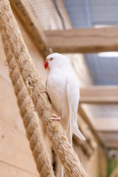 Close up shot of the rare albino Alexandrine parrot