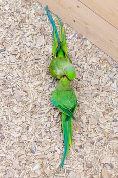 Close up shot of the Alexandrine parrots