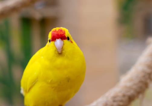 Close up shot of the red crowned parakeet or kakariki
