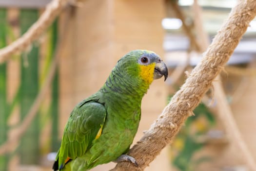 Close up shot of the orange winged amazon parrot