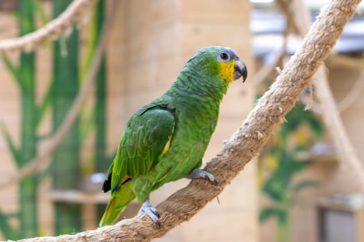 Close up shot of the orange winged amazon parrot