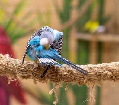 Close up shot of the budgerigar