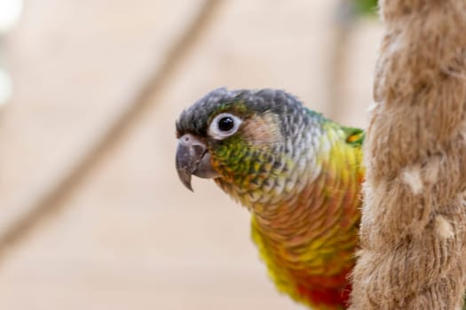 Close up shot of the green cheeked parakeet