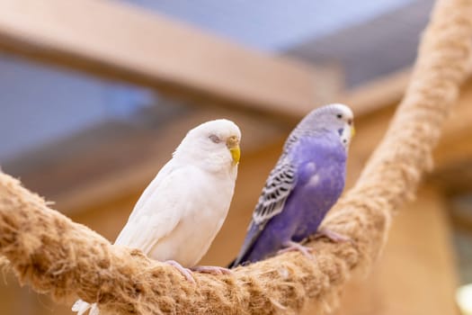 Close up shot of the budgerigars