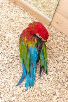 Close up shot of the red and green macaw