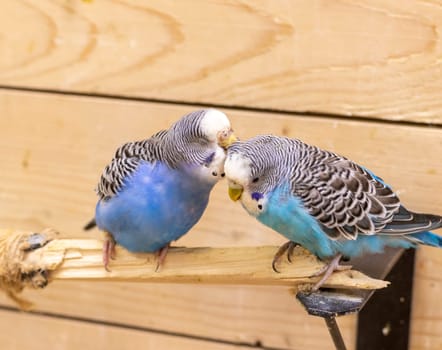 Close up shot of the budgerigars