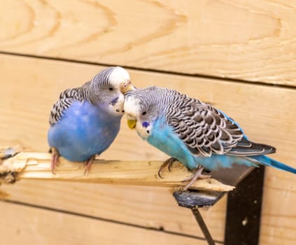 Close up shot of the budgerigars