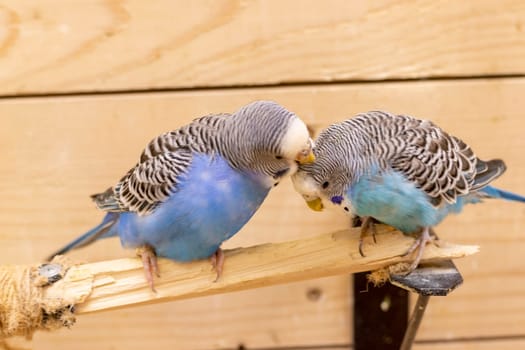 Close up shot of the budgerigars