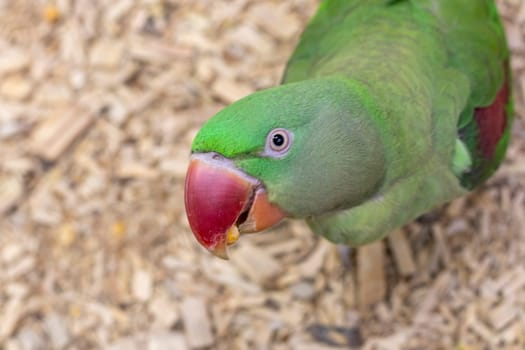 Close up shot of the Alexandrine parrots