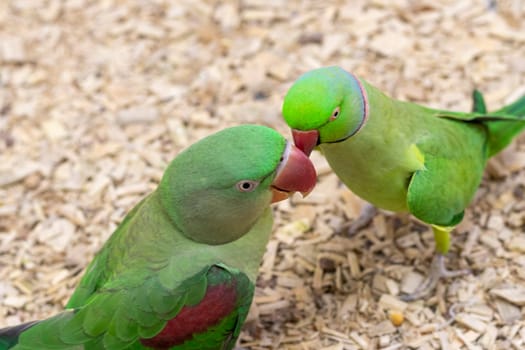 Close up shot of the Alexandrine parrots