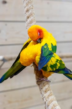 Close up shot of the Sun conures.