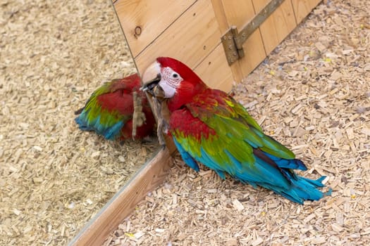 Close up shot of the red and green macaw