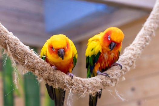 Close up shot of the Sun conures.
