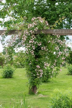 Pink roses hanging in the garden
