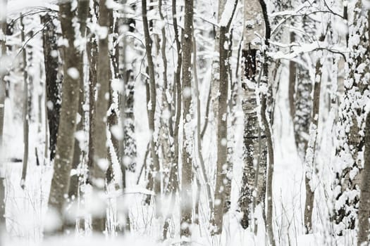The heavy snowfall in a wild park, winter fairy tale in the forest, snow-covered tree branches, large flakes of snow are slowly falling, nobody, snow storm, blizzard. High quality photo