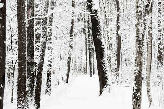 The heavy snowfall in a wild park, winter fairy tale in the forest, snow-covered tree branches, large flakes of snow are slowly falling, nobody, snow storm, blizzard. High quality photo