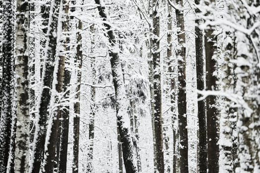 The heavy snowfall in a wild park, winter fairy tale in the forest, snow-covered tree branches, large flakes of snow are slowly falling, nobody, snow storm, blizzard. High quality photo