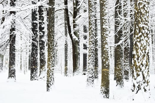 The heavy snowfall in a wild park, winter fairy tale in the forest, snow-covered tree branches, large flakes of snow are slowly falling, nobody, snow storm, blizzard. High quality photo