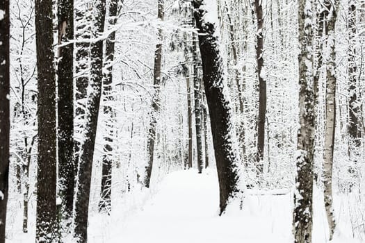 The heavy snowfall in a wild park, winter fairy tale in the forest, snow-covered tree branches, large flakes of snow are slowly falling, nobody, snow storm, blizzard. High quality photo