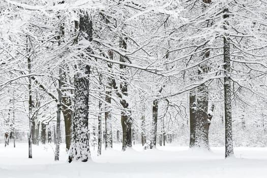 The heavy snowfall in a wild park, winter fairy tale in the forest, snow-covered tree branches, large flakes of snow are slowly falling, nobody, snow storm, blizzard. High quality photo
