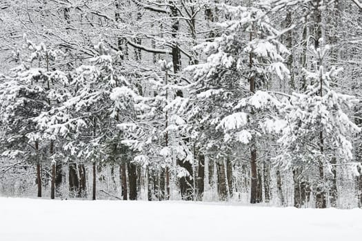 The heavy snowfall in a wild park, winter fairy tale in the forest, snow-covered tree branches, large flakes of snow are slowly falling, nobody, snow storm, blizzard. High quality photo