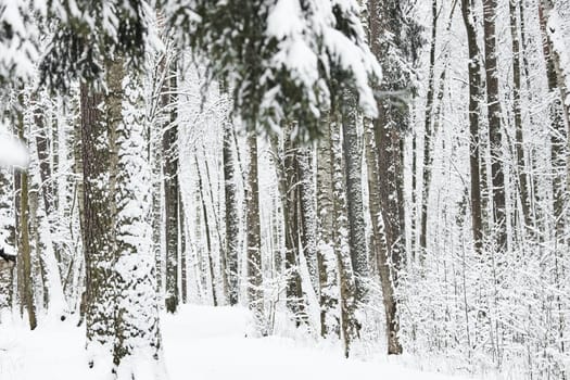 The heavy snowfall in a wild park, winter fairy tale in the forest, snow-covered tree branches, large flakes of snow are slowly falling, nobody, snow storm, blizzard. High quality photo