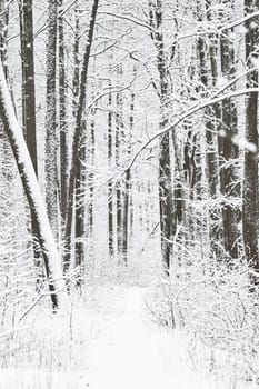 The heavy snowfall in a wild park, winter fairy tale in the forest, snow-covered tree branches, large flakes of snow are slowly falling, nobody, snow storm, blizzard. High quality photo