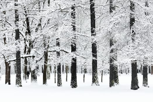 The heavy snowfall in a wild park, winter fairy tale in the forest, snow-covered tree branches, large flakes of snow are slowly falling, nobody, snow storm, blizzard. High quality photo