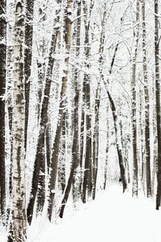 The heavy snowfall in a wild park, winter fairy tale in the forest, snow-covered tree branches, large flakes of snow are slowly falling, nobody, snow storm, blizzard. High quality photo