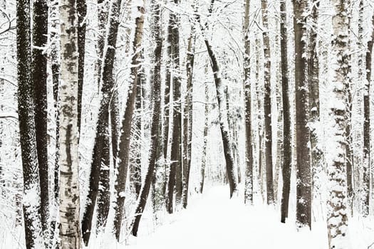 The heavy snowfall in a wild park, winter fairy tale in the forest, snow-covered tree branches, large flakes of snow are slowly falling, nobody, snow storm, blizzard. High quality photo