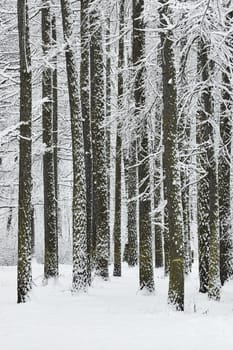 The heavy snowfall in a wild park, winter fairy tale in the forest, snow-covered tree branches, large flakes of snow are slowly falling, nobody, snow storm, blizzard. High quality photo