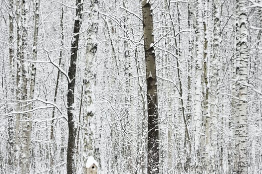 The heavy snowfall in a wild park, winter fairy tale in the forest, snow-covered tree branches, large flakes of snow are slowly falling, nobody, snow storm, blizzard. High quality photo