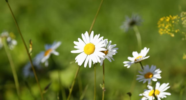 Camomile on the meadow grows on a green summer background in the field