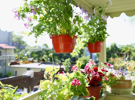 Flowers in pots on the balcony window sill window spring background in sunny summer rays in autumn