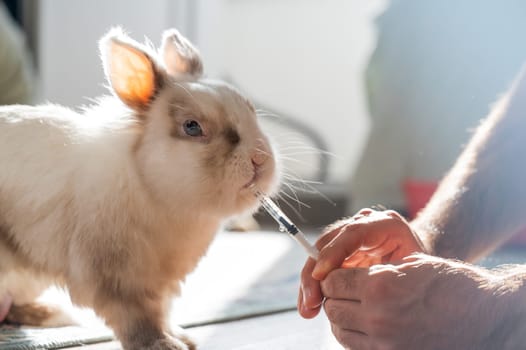 A man gives a rabbit medicine from a syringe. Bunny drinks from a syringe