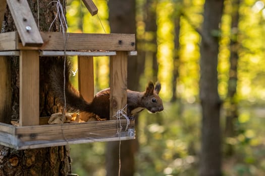 A beautiful red squirrel climbs a tree in search of food. A squirrel sits in a feeder eating nuts and seeds close-up.