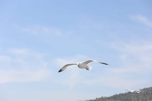 Several Baikal gulls fly along the ferry in a convoy on Lake Baikal on Olkhon Island