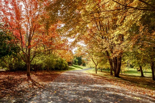 A path leads through the arboretum in autumn in Moscow, Idaho.