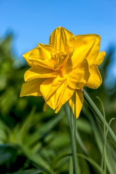 A close up of a yellow daffodil in a garden.