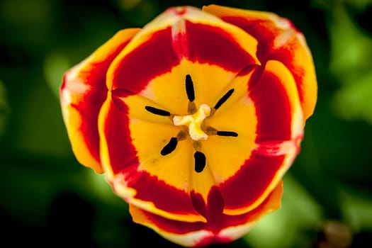 A macro image of inside a red and yellow tulip.