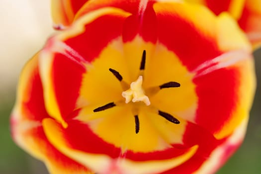 A macro image of inside a red and yellow tulip.