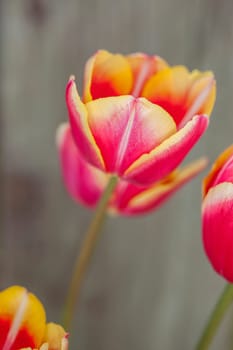 A close up of pink and yellow tulips in a garden.