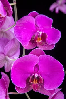 A close up of two beautiful purple orchid flowers
