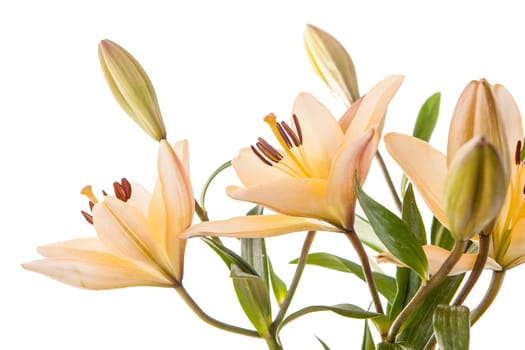 A studio close up image of pretty yellow lilies against a white background.