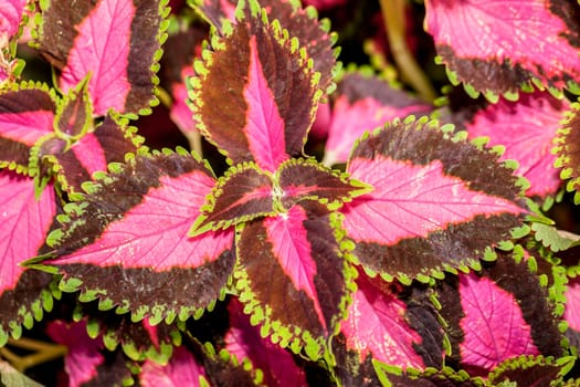 A close up image of a colorful kingswood torch plant.