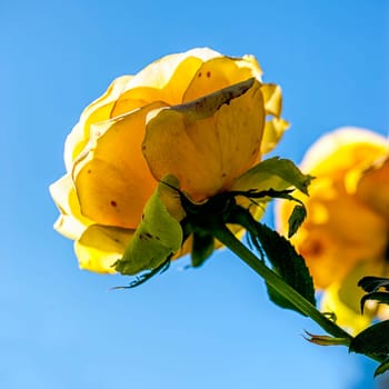 A close up of a yellow rose set against a blue sky.