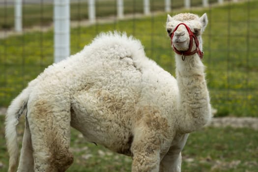 A rare albino camel baby standing in a small farm field near Monroe, Indiana.