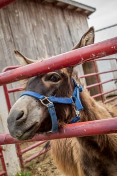 A cute donkey looks through a gate on a farm near Monroe, Indiana.