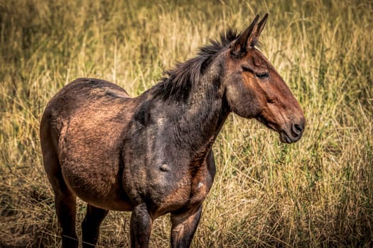 A beautiful brown mule standing in tall grass in Rathdrum, Idaho.