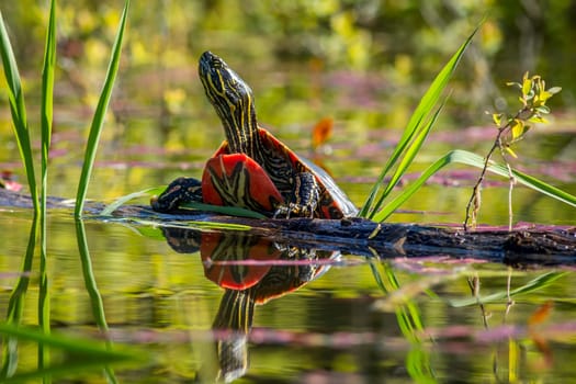A painted turtle rests on a log in calm water in Twin Lakes, Idaho.